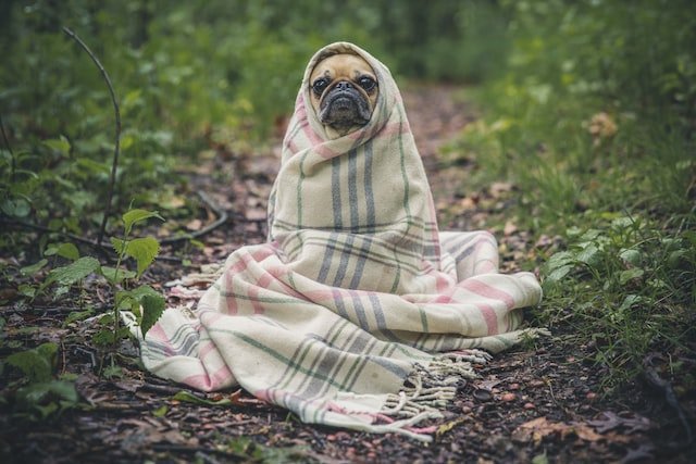 dog photo